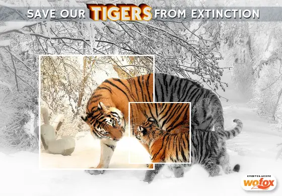 Save tiger Campaign design for nonprofits Save tiger Campaign design for nonprofits