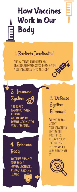 Online Editable How Do Vaccines Work in Our Body Process Infographic