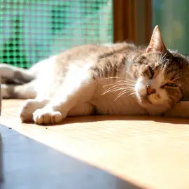 Online Editable Cat with Moving Tail Cinemagraph