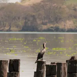 Online Editable Moving River with Bird Cinemagraph