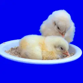 Online Editable Chick Eye Blinking Cinemagraph