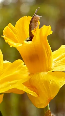 Online Editable Yellow Flower with Snail Moving Effect Cinemagraph