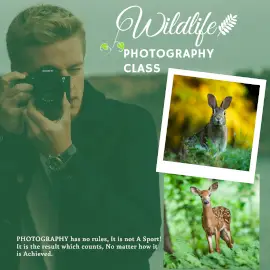 Online Editable Wildlife Photography Classes Instagram Ad