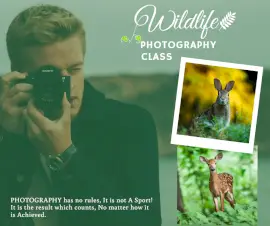Online Editable Wildlife Photography Classes Facebook Post