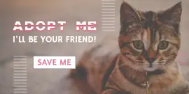 Online Editable Adopt A Pet Twitter Post