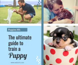 Online Editable Puppy Training Graphics Facebook Post