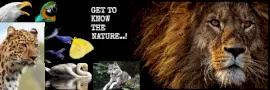 Online Editable Nature Collage Email Header