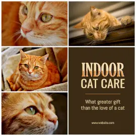 Online Editable Indoor Cat Care 4 Grid Photo Collage
