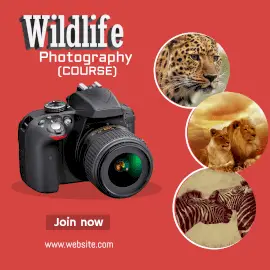 Online Editable Wildlife Photography Course Instagram Post