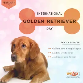 Online Editable International Golden Retriever Day February 3 Social Media Post