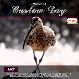 Online Editable Curlew Day March 16 Social Media Post
