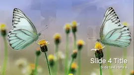 Online Editable Pixel Transition Animals Video Slideshow