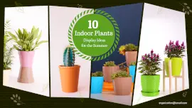Online Editable Indoor Plant Ideas 4 Photo Collage