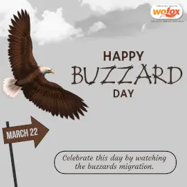 Online Editable Happy Buzzards Day Instagram Post
