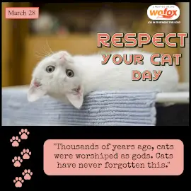 Online Editable Respect Your Cat Day March 28 Instagram Post