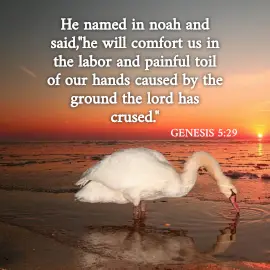 Online Editable Bible Verse - Genesis 5:29 Instagram Post