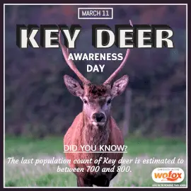 Online Editable Key Deer Awareness Day March 11 Instagram Post