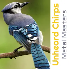 Online Editable Unheard Chirps CD Cover