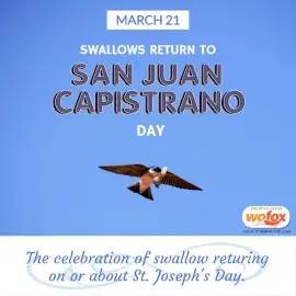 Online Editable The Return of the Swallows Celebration Instagram Post
