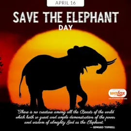 Online Editable Save The Elephant Day April 16 Social Media Post