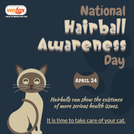Online Editable National Hairball Awareness Day Instagram Post