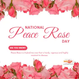 Online Editable National Peace Rose Day Fact April 29 Social Media Post