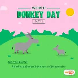 Online Editable World Donkey Day May 8 Social Media Post