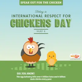 Online Editable International Respect for Chickens Day May 4 Social Media Post