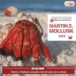 Online Editable Martin Z. Mollusk Day Instagram Post