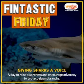 Online Editable Fintastic Friday: Giving Sharks Skates and Rays A Voice Instagram Post