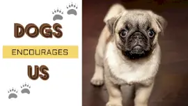 Online Editable Puppy Paw Print Pet Influencers YouTube Thumbnail