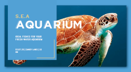 Online Editable Aquarium Promotion Facebook App Ad