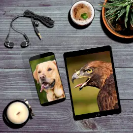 Online Editable Photo on Multiple Devices Photo Mockup