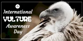 Online Editable International Vulture Awareness Day Twitter Post