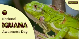 Online Editable National Iguana Awareness Day Twitter Post